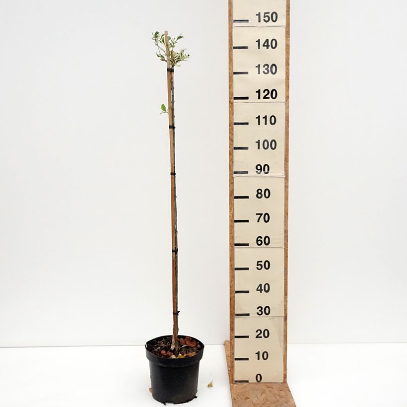 Amostra de Euonymus phellomanus Silver Surprise - Fusain de Chine Pot de 4L/5L tal como entregue no outono