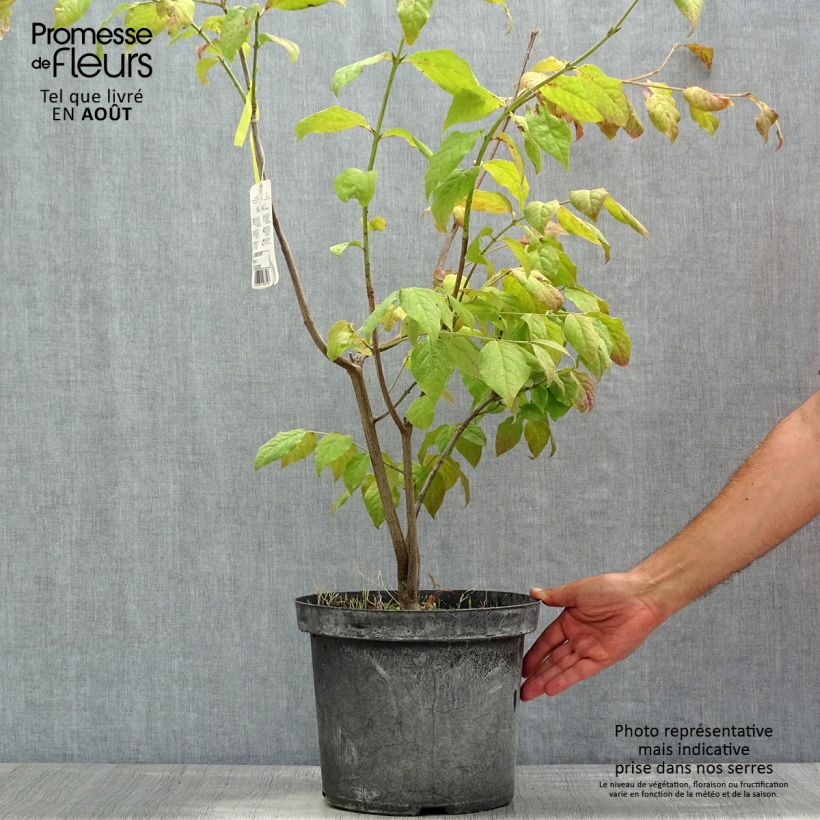 Amostra de Euonymus planipes Vaso de 2 L/3 L tal como entregue no verão