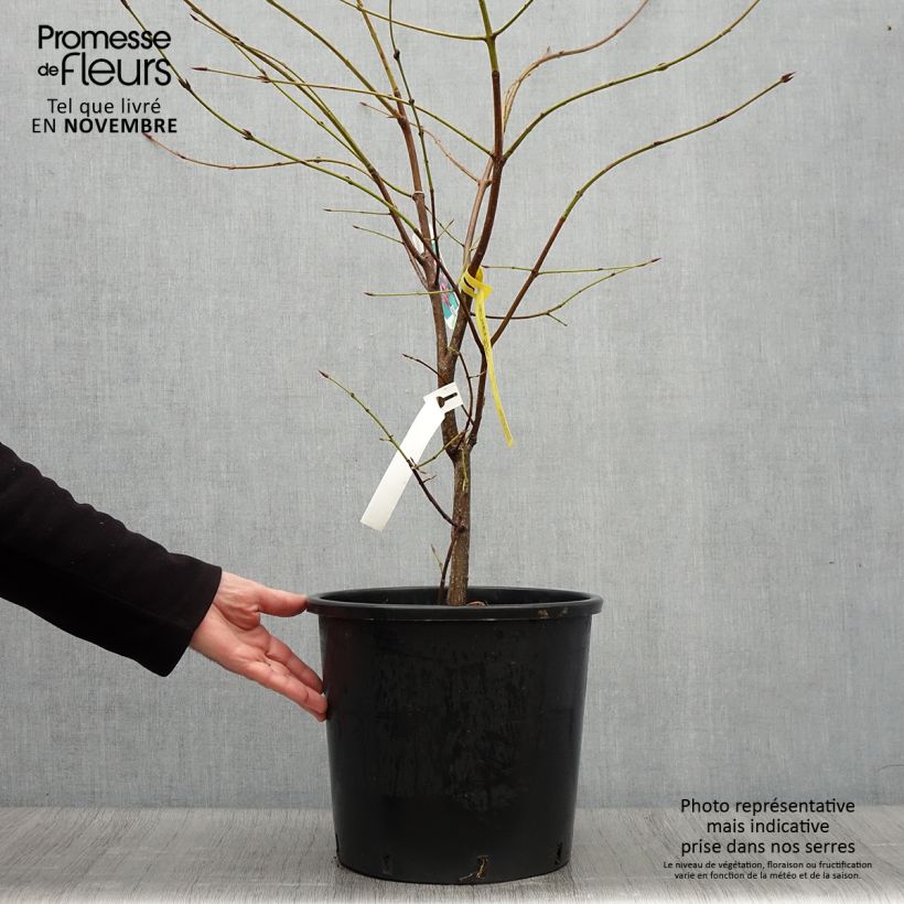 Amostra de Euonymus planipes Vaso de 12 L/15 L tal como entregue no outono