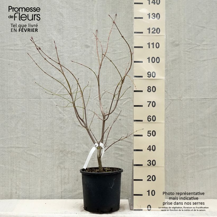Amostra de Euonymus planipes - Fusain Vaso de 12 L/15 L tal como entregue no inverno