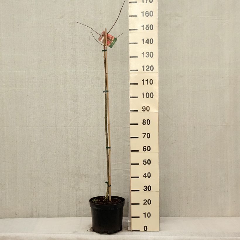 Amostra de Euonymus planipes Vaso de 7,5 L/10 L tal como entregue na primavera