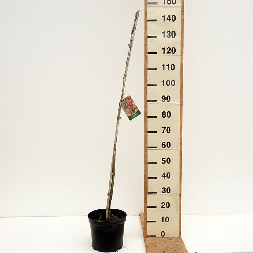 Amostra de Euonymus planipes Vaso de 7,5 L/10 L tal como entregue no outono
