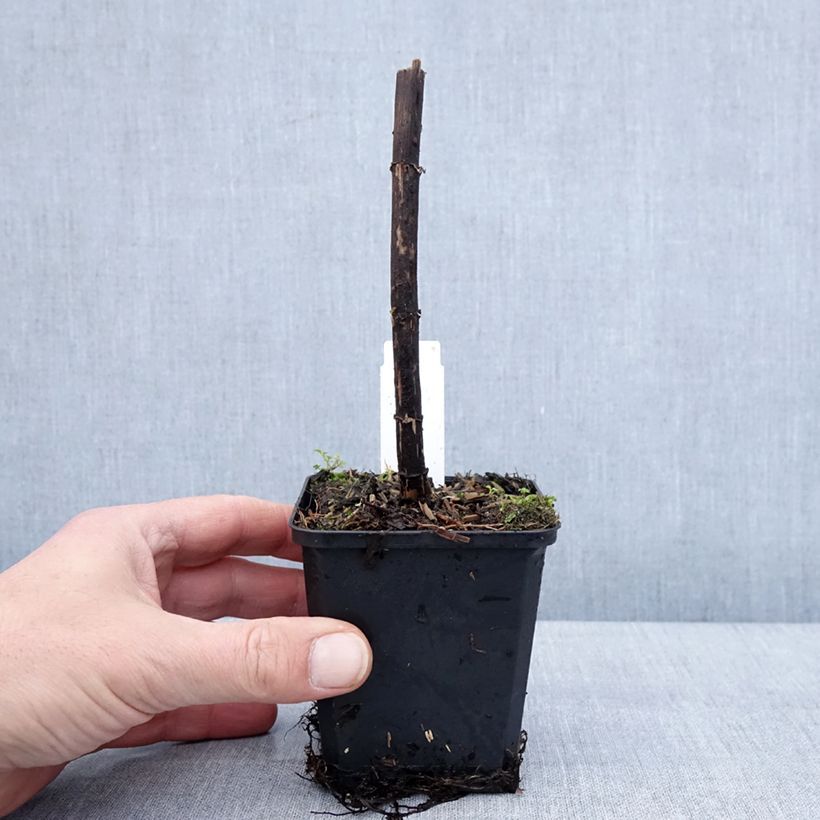 Amostra de Eupatorium Bartered Bride - Eupatoire Vaso de 8/9 cm tal como entregue no inverno