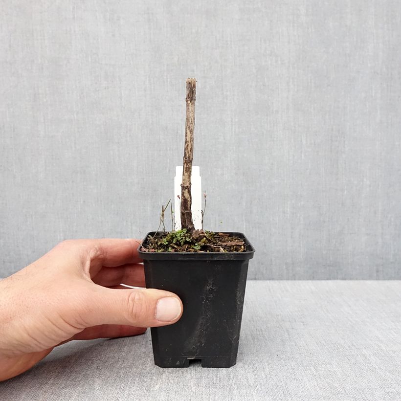 Amostra de Eupatorium fistulosum var. albidum Bartered Bride Vaso de 8/9 cm tal como entregue na primavera