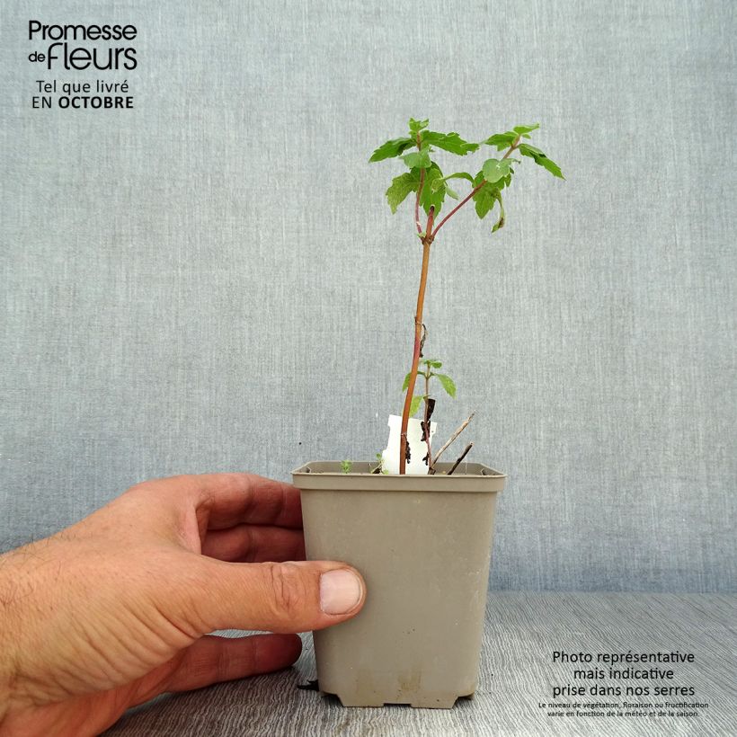 Amostra de Eupatorium cannabinum Plenum Vaso de 8/9 cm tal como entregue no outono