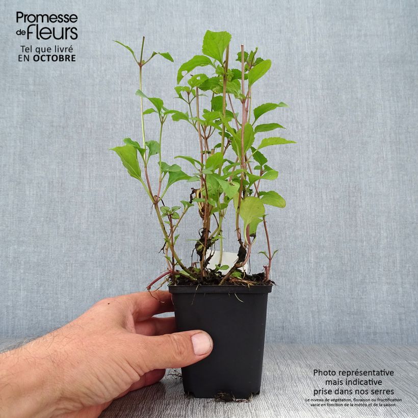 Amostra de Eupatorium coelestinum Vaso de 8/9 cm tal como entregue no outono