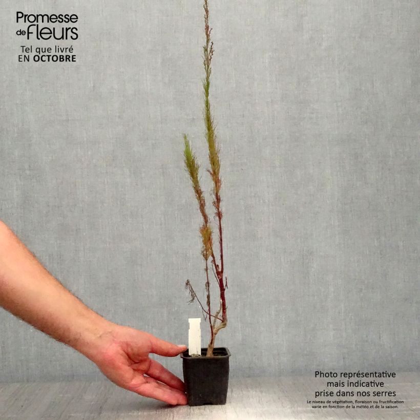 Amostra de Eupatorium capillifolium Elegant Plume Vaso de 8/9 cm tal como entregue no outono