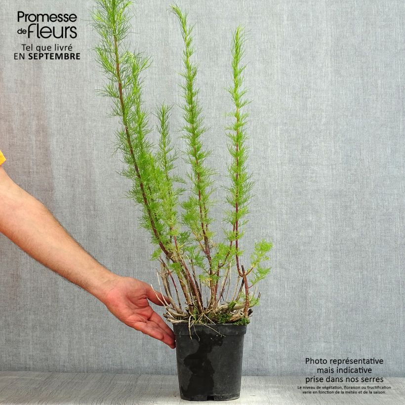 Amostra de Eupatorium capillifolium Elegant Plume Vaso de 2 L/3 L tal como entregue no verão