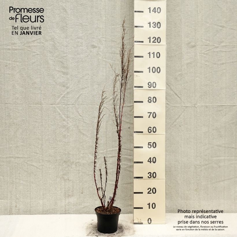 Amostra de Eupatorium Elegant Plume - Eupatoire Vaso de 2 L/3 L tal como entregue no inverno