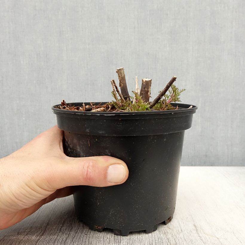 Amostra de Eupatorium capillifolium Elegant Plume Vaso de 2 L/3 L tal como entregue na primavera