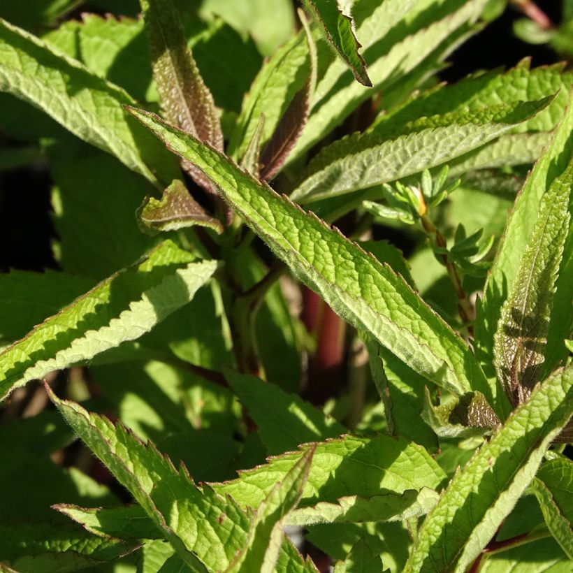 Eupatorium Baby Joe (Folhagem)
