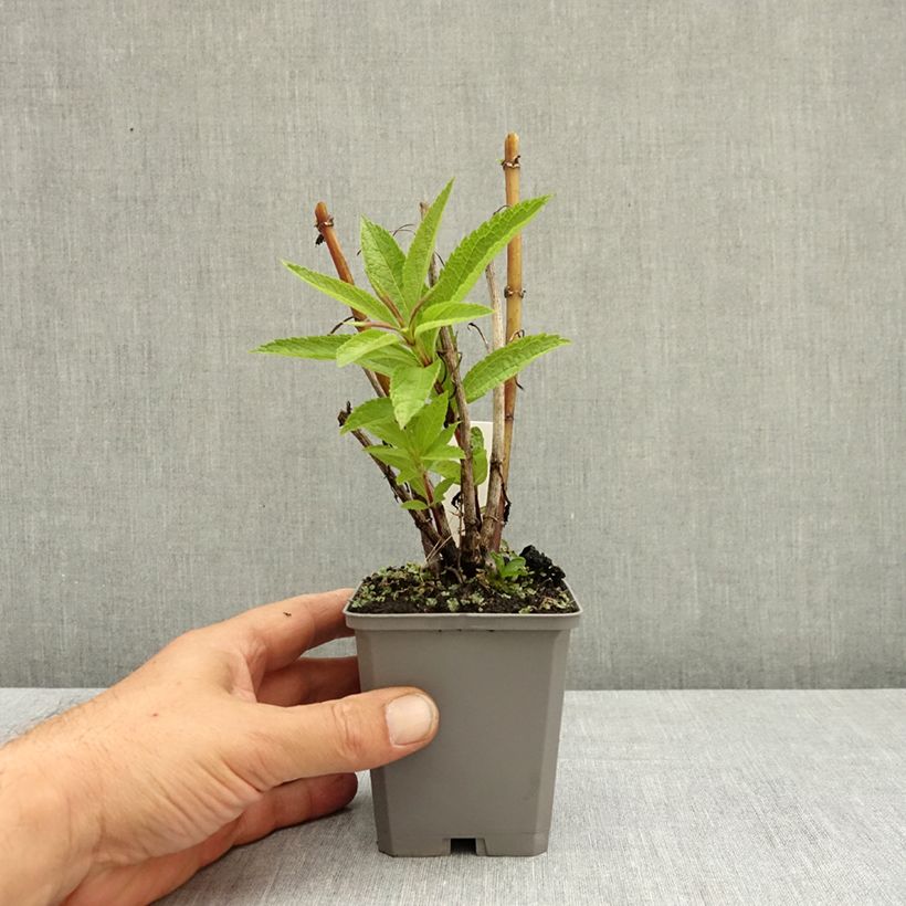 Amostra de Eupatorium Baby Joe Vaso de 8/9 cm tal como entregue no verão