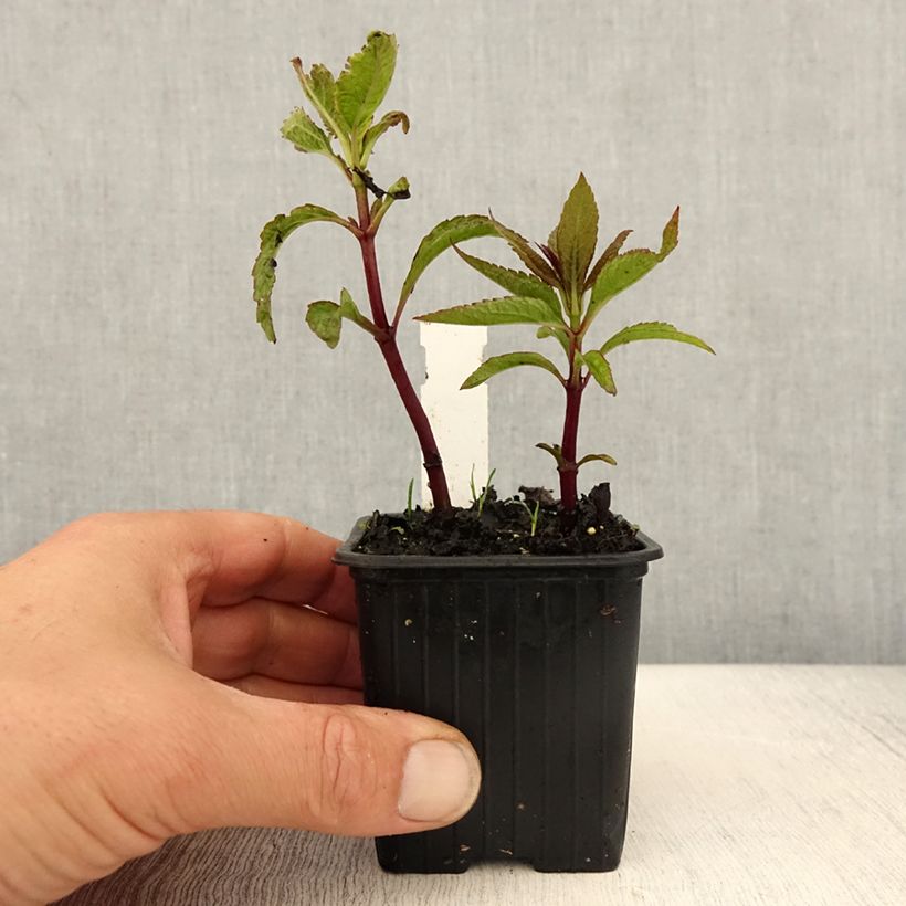 Amostra de Eupatorium Baby Joe Vaso de 8/9 cm tal como entregue na primavera