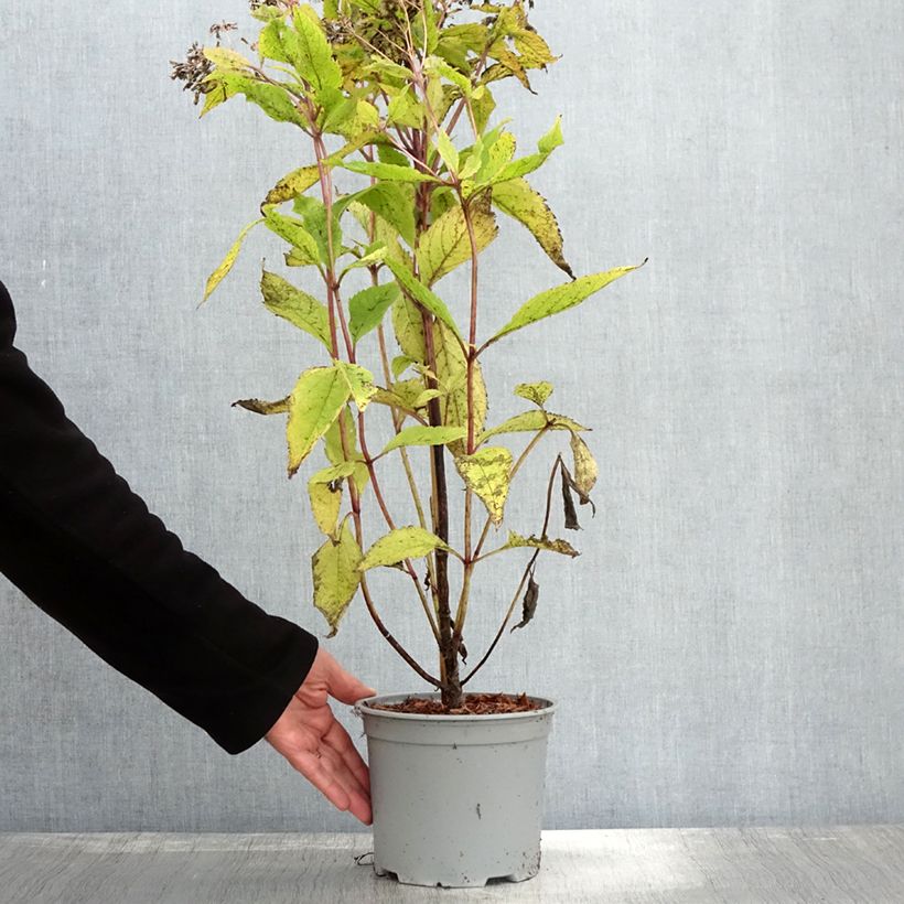 Amostra de Eupatorium hybride Baby Joe - Eupatoire Pot de 2L/3L tal como entregue no outono