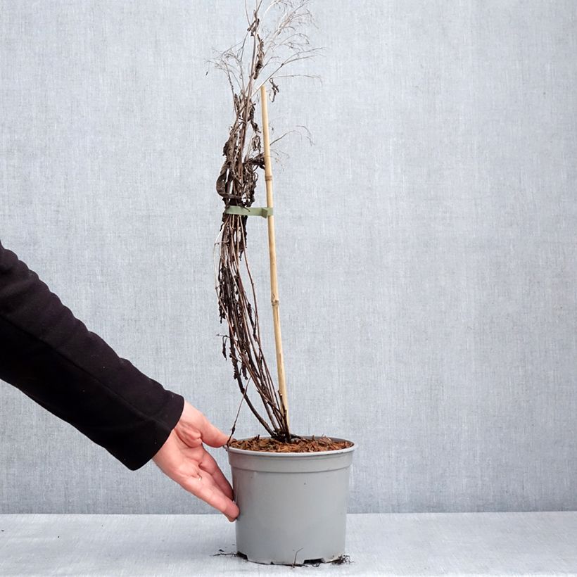 Amostra de Eupatorium Baby Joe Vaso de 2 L/3 L tal como entregue na primavera