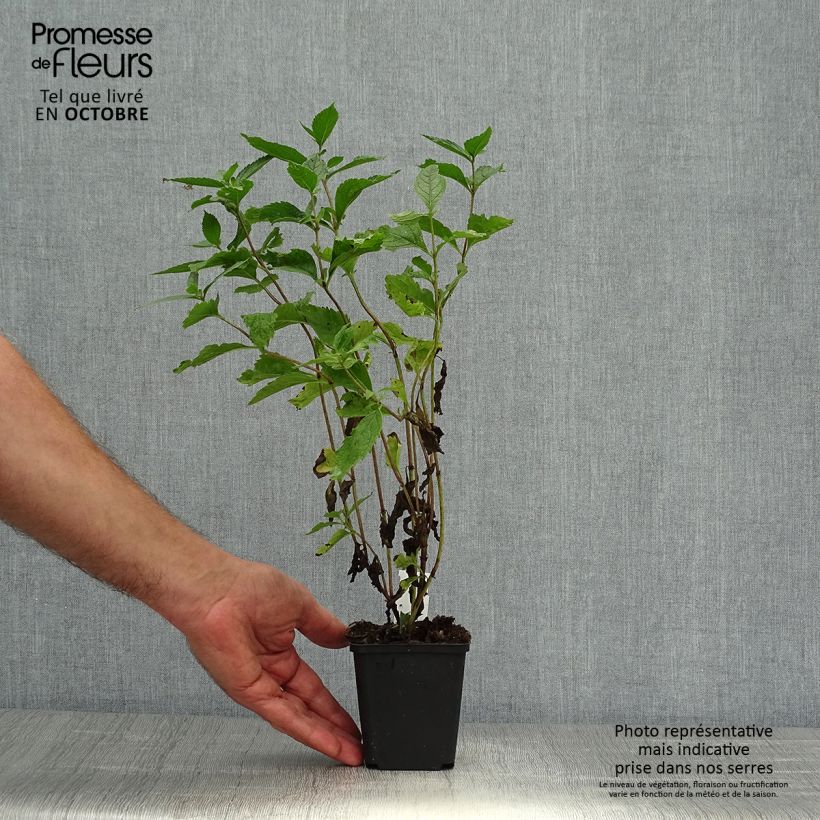 Amostra de Eupatorium maculatum Phantom Vaso de 8/9 cm tal como entregue no outono