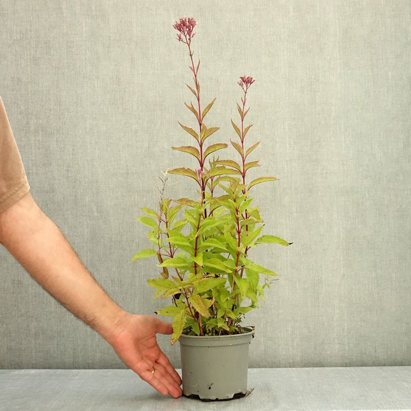Amostra de Eupatorium maculatum Phantom Vaso de 2 L/3 L tal como entregue no verão