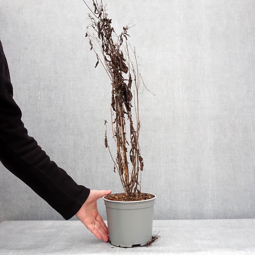 Amostra de Eupatorium maculatum Phantom - Eupatoire Vaso de 2 L/3 L tal como entregue no inverno