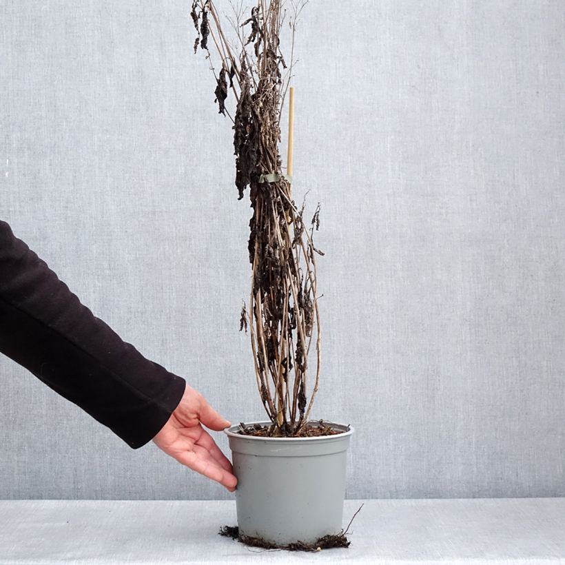 Amostra de Eupatorium maculatum Phantom Vaso de 2 L/3 L tal como entregue na primavera