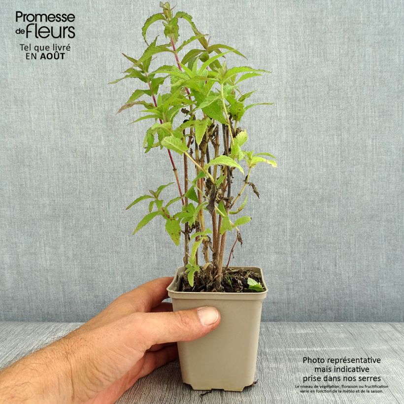 Amostra de Eupatorium perfoliatum Vaso de 8/9 cm tal como entregue no verão
