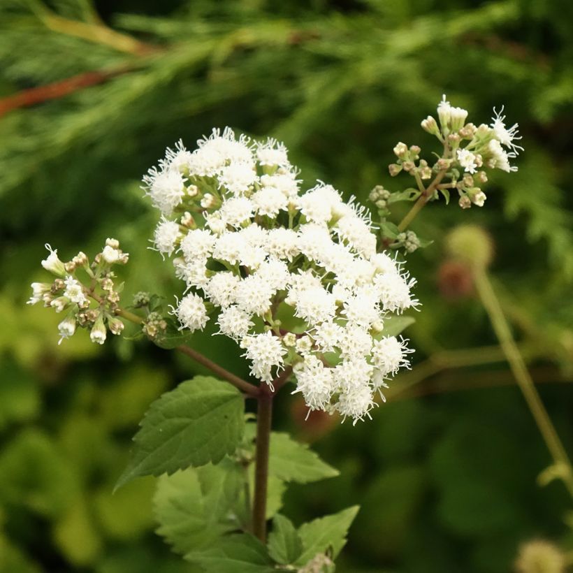 Eupatorium rugosum Braunlaub (Floração)
