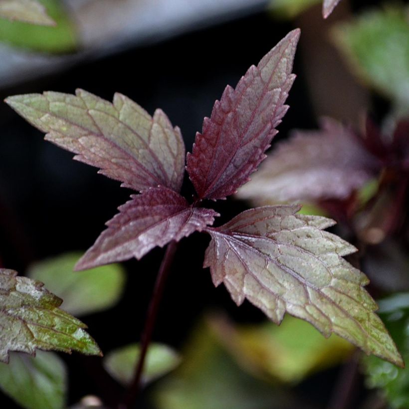 Eupatorium altissima Chocolate (Folhagem)