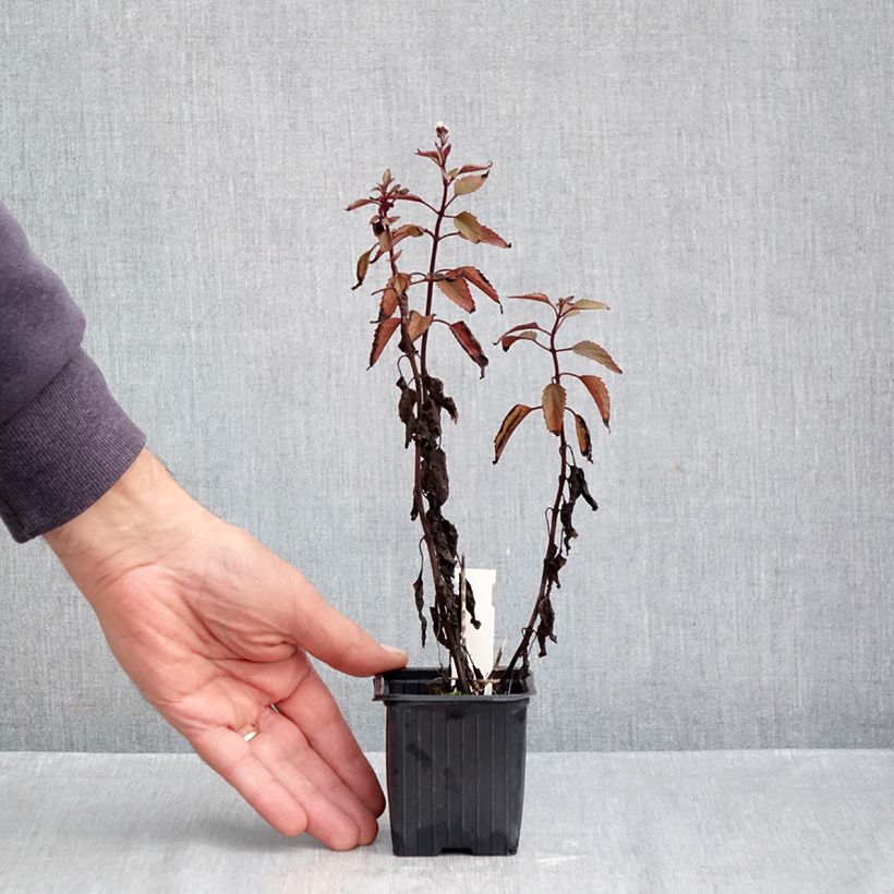Amostra de Eupatorium altissima Chocolate Vaso de 8/9 cm tal como entregue no outono