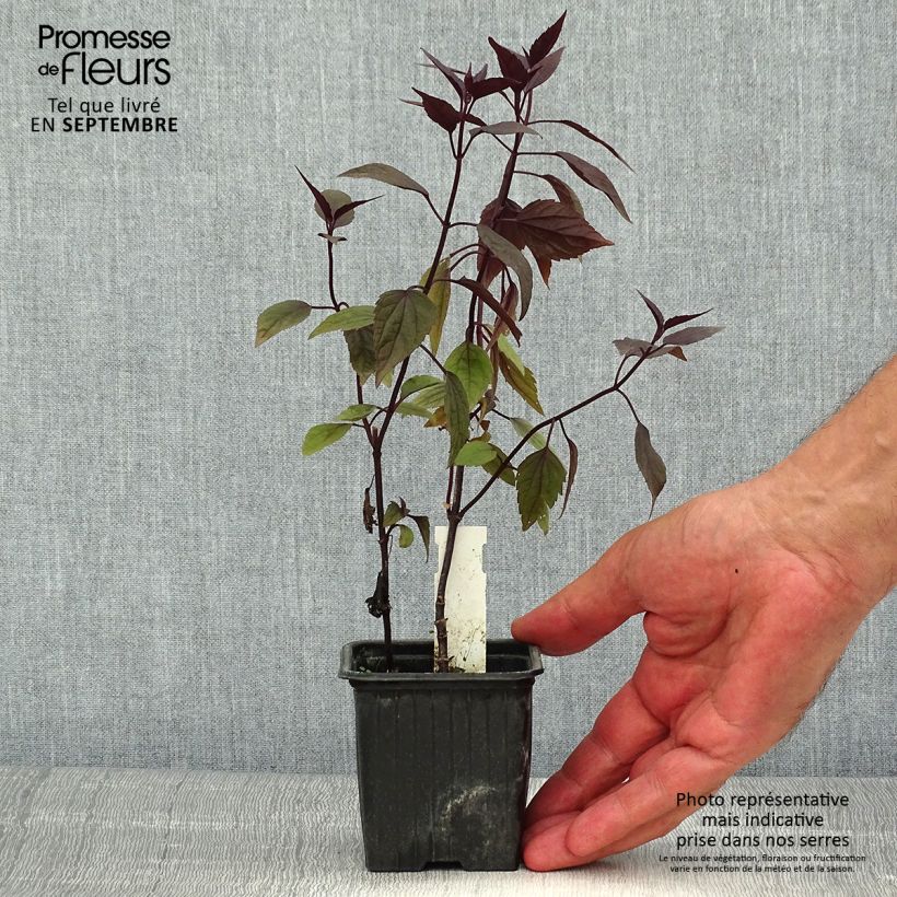 Amostra de Eupatorium altissima Chocolate Vaso de 8/9 cm tal como entregue no verão