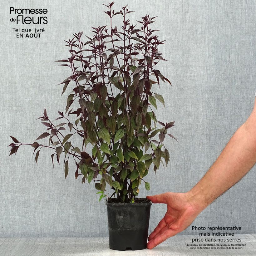 Amostra de Eupatorium altissima Chocolate Vaso de 1,5 L/2 L tal como entregue no verão