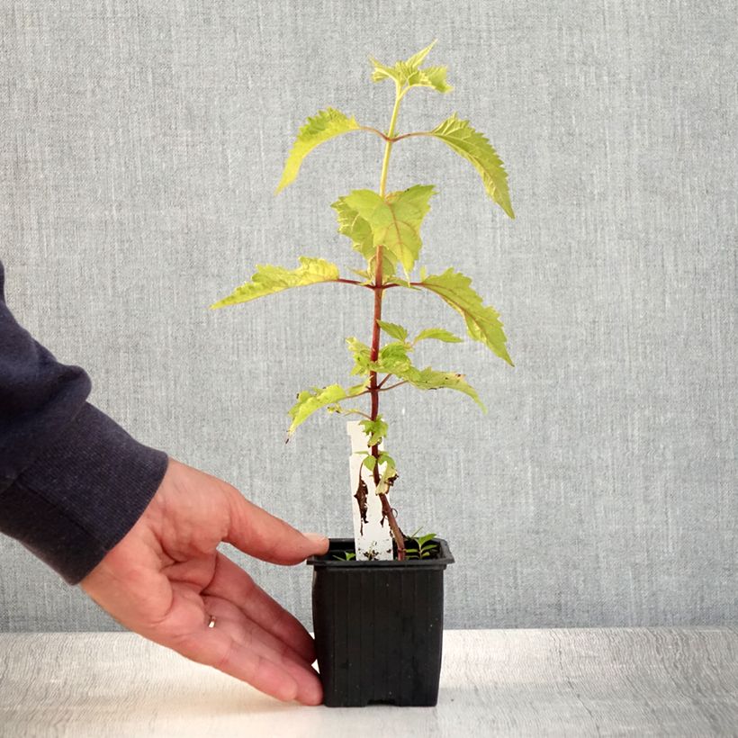 Amostra de Eupatorium rugosum Vaso de 8/9 cm tal como entregue no verão