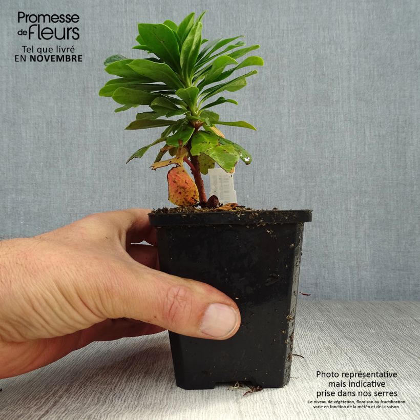 Amostra de Euphorbia amygdaloides var. robbiae Vaso de 8/9 cm tal como entregue no outono