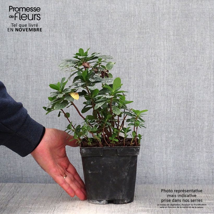 Amostra de Euphorbia amygdaloides var. robbiae Vaso de 2 L/3 L tal como entregue no outono
