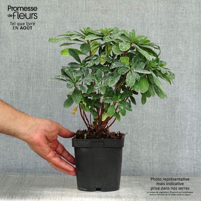 Amostra de Euphorbia amygdaloides var. robbiae Vaso de 2 L/3 L tal como entregue no verão