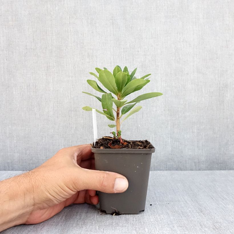 Amostra de Euphorbia amygdaloides var. robbiae Vaso de 8/9 cm tal como entregue no verão