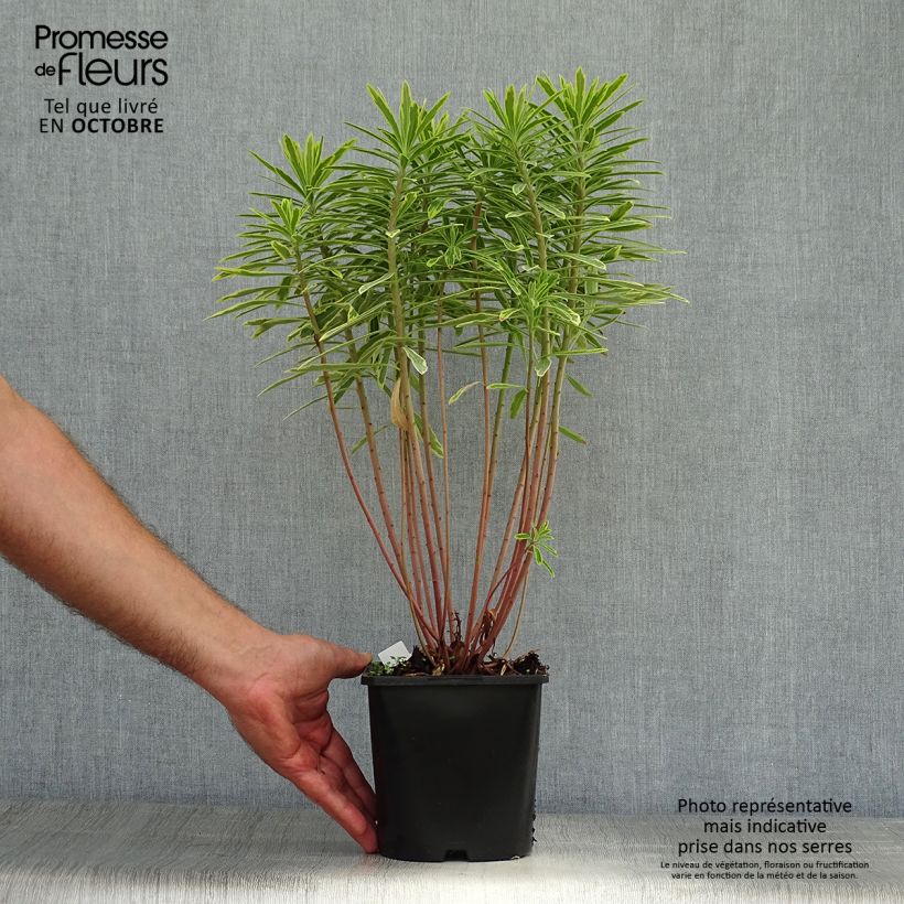 Amostra de Euphorbia martinii Ascot Rainbow Vaso de 1,5 L/2 L tal como entregue no outono