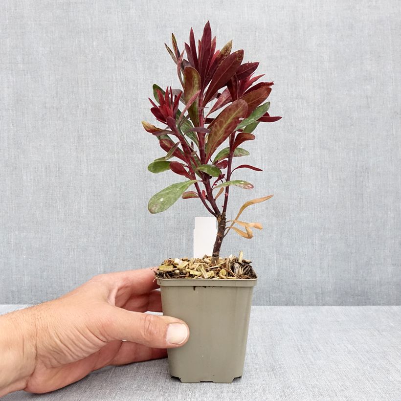 Amostra de Trovisco-macho Black Bird Vaso de 8/9 cm tal como entregue na primavera