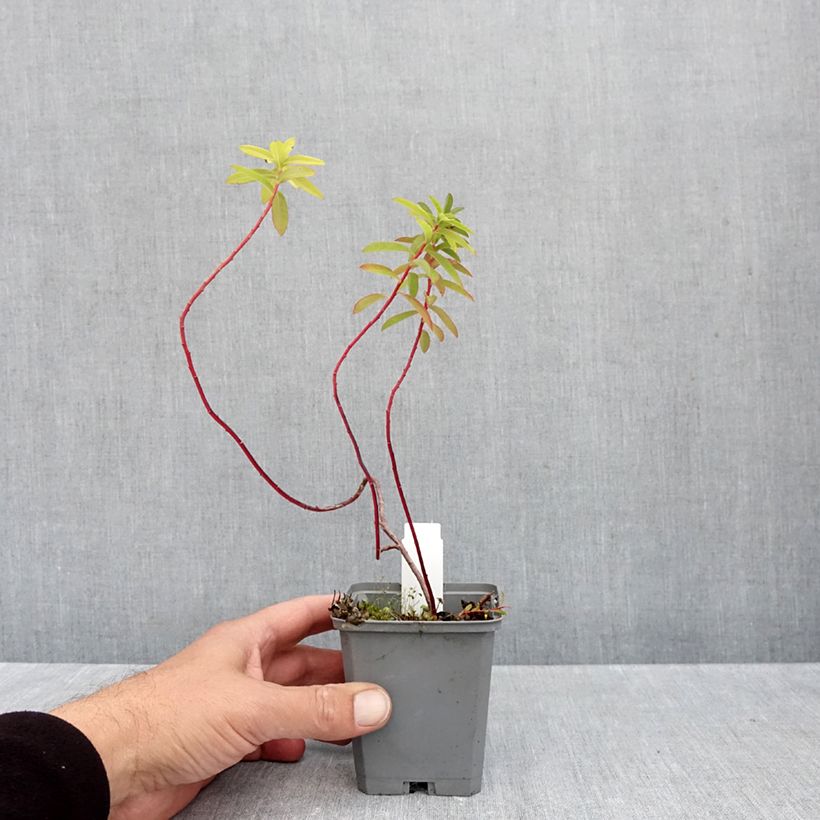 Amostra de Euphorbia cornigera Goldener Turm Vaso de 8/9 cm tal como entregue no outono
