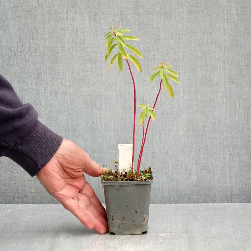 Amostra de Euphorbia cornigera Vaso de 8/9 cm tal como entregue no outono