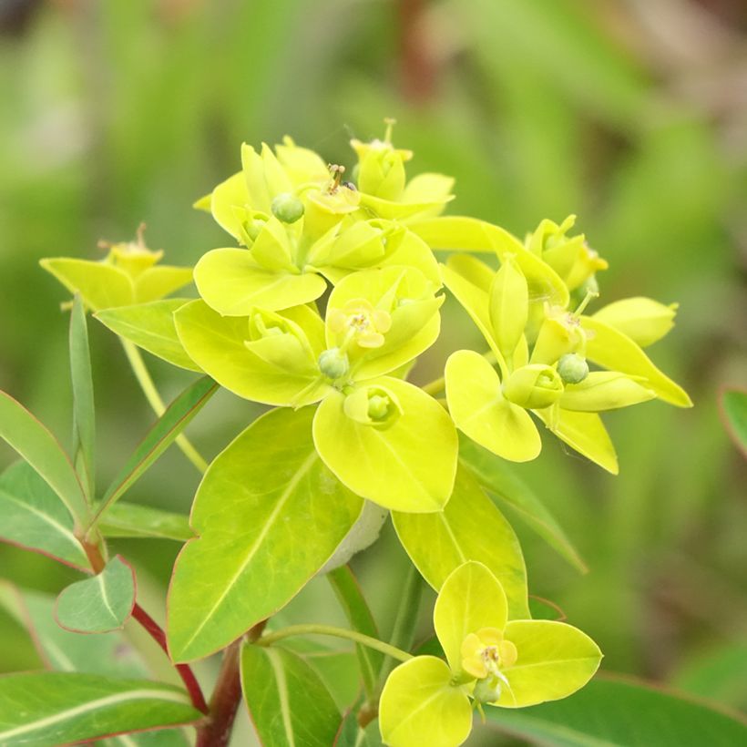 Euphorbia cornigera (Floração)