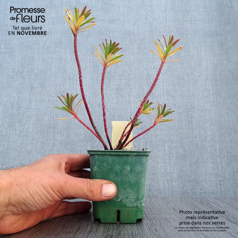 Amostra de Euphorbia nicaeensis Vaso de 8/9 cm tal como entregue no outono