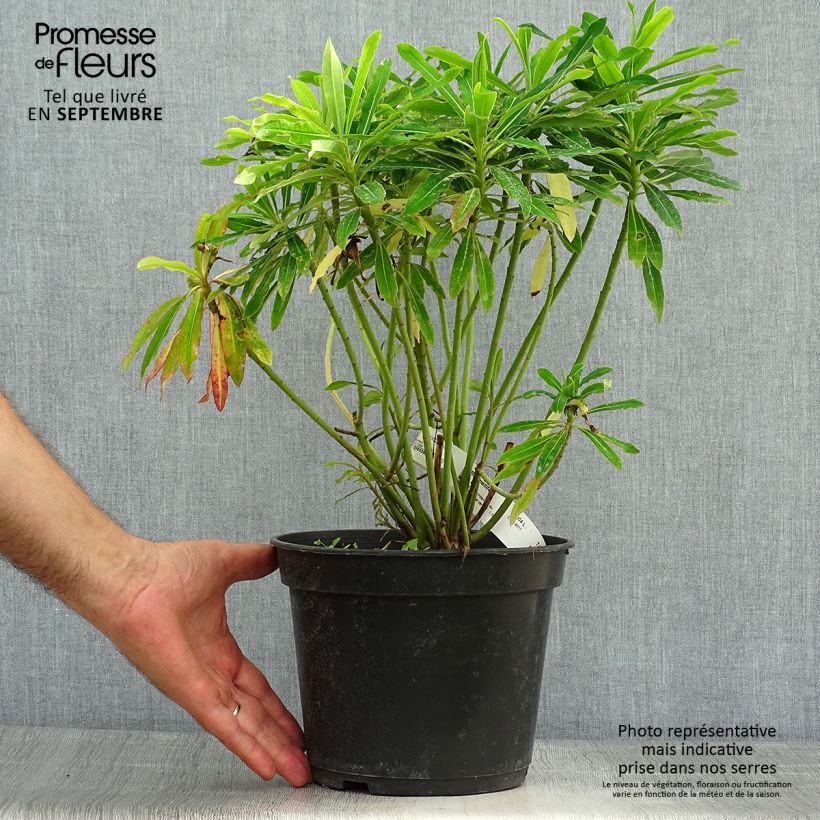 Amostra de Euphorbia mellifera Vaso de 2 L/3 L tal como entregue no outono