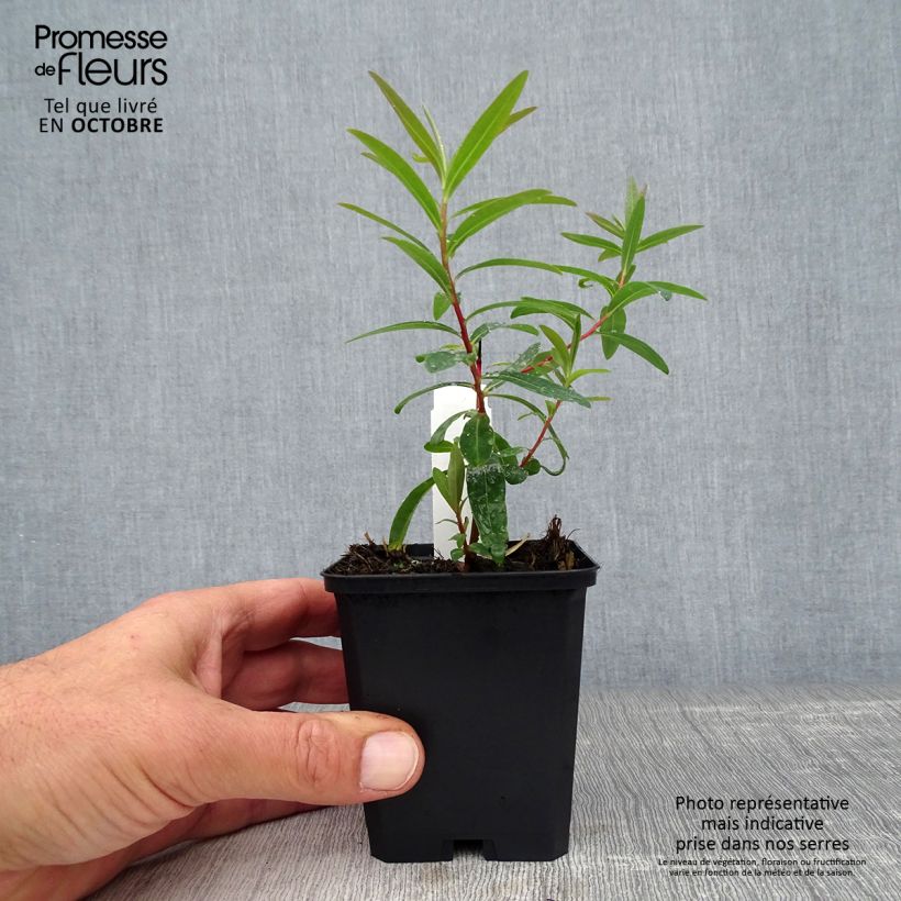 Amostra de Eufórbia-dos-pântanos Walenburg's Glory - Euphorbia palustris Vaso de 8/9 cm tal como entregue no outono