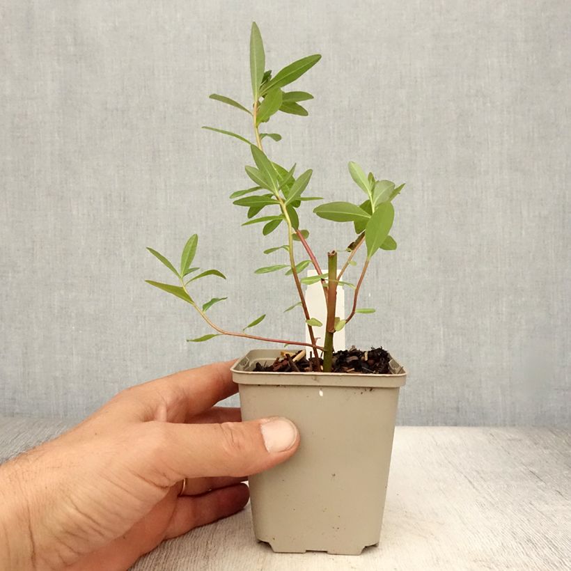 Amostra de Eufórbia-dos-pântanos Walenburg's Glory - Euphorbia palustris Vaso de 8/9 cm tal como entregue no verão