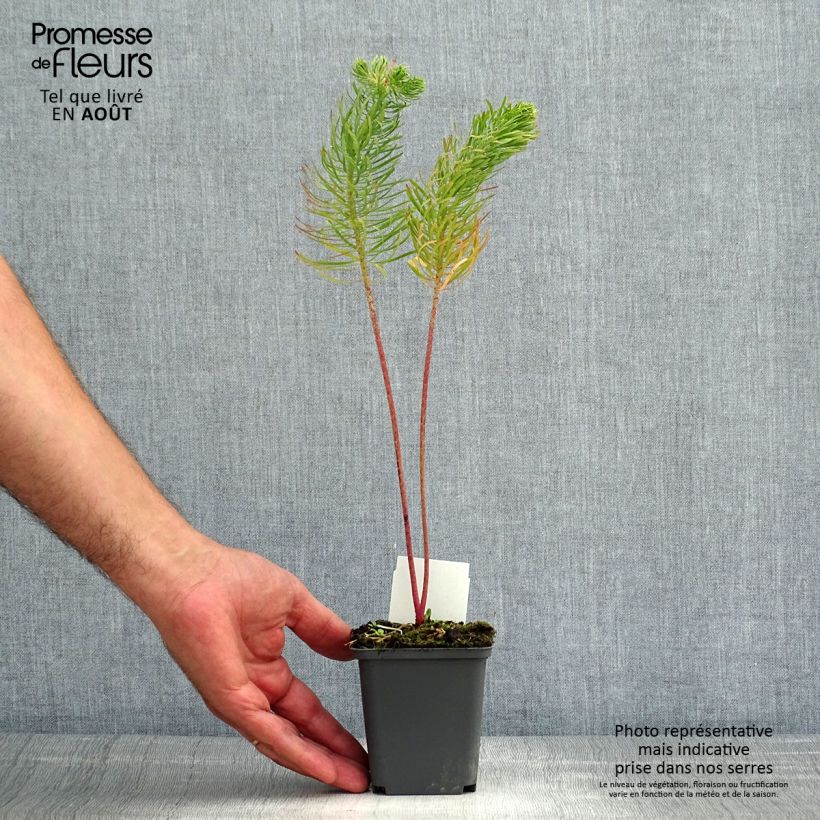 Amostra de Euphorbia cyparissias Cyperus cyparissias Vaso de 8/9 cm tal como entregue no verão