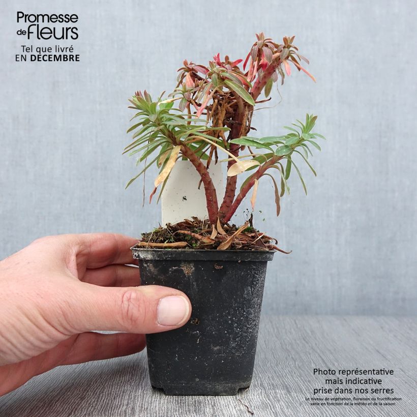 Amostra de Euphorbia Redwing Charam Vaso de 8/9 cm tal como entregue no outono