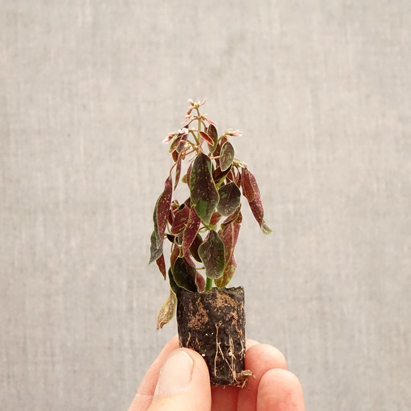 Amostra de Euphorbia hypericifolia Shades in Pink Mini-torrão Ø 3/4 cm tal como entregue na primavera