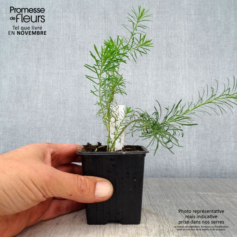 Amostra de Euphorbia waldsteinii Betten Vaso de 8/9 cm tal como entregue no outono