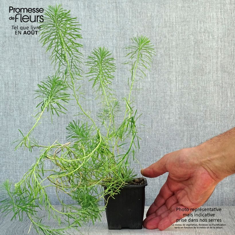 Amostra de Euphorbia waldsteinii Betten Vaso de 8/9 cm tal como entregue no verão