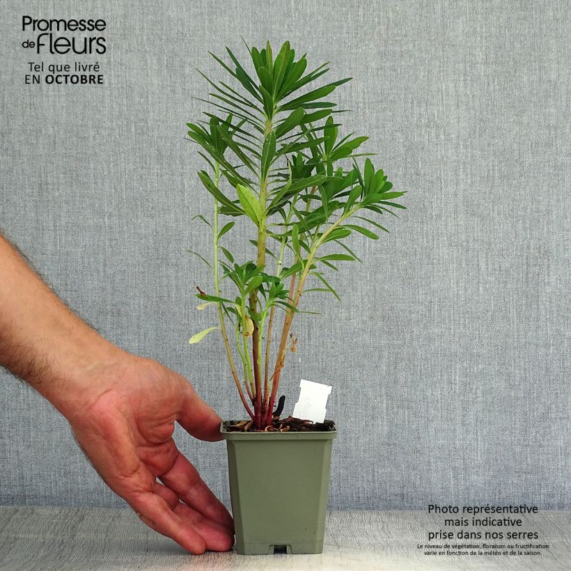 Amostra de Euphorbia x martinii Vaso de 8/9 cm tal como entregue no outono