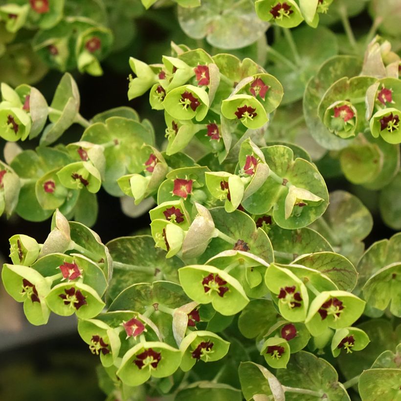 Euphorbia x martinii (Floração)